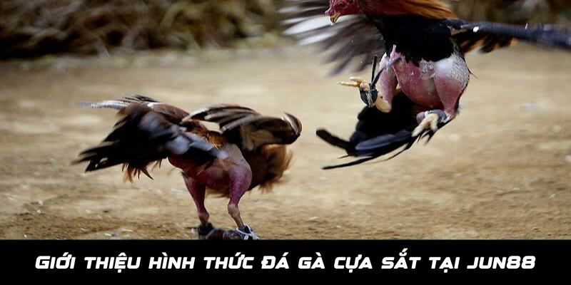 Đá Gà Cựa Sắt - Thiên Đường Giải Trí Dành Cho Kê Thủ Tại Jun88 2 Giới thiệu về hình thức đá gà cựa sắt Jun88 siêu hấp dẫn