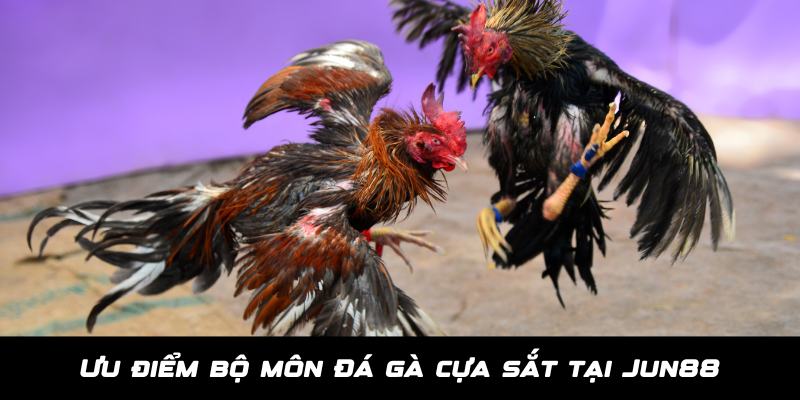 Đá Gà Cựa Sắt - Thiên Đường Giải Trí Dành Cho Kê Thủ Tại Jun88 3 Ưu điểm thu hút tại chuyên mục đá gà cựa sắt Jun88