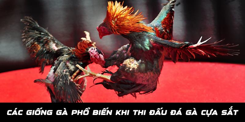 Đá Gà Cựa Sắt - Thiên Đường Giải Trí Dành Cho Kê Thủ Tại Jun88 5 Một số giống gà phổ biến trong thi đấu đá gà cựa sắt